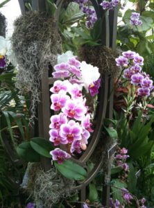 orchid show